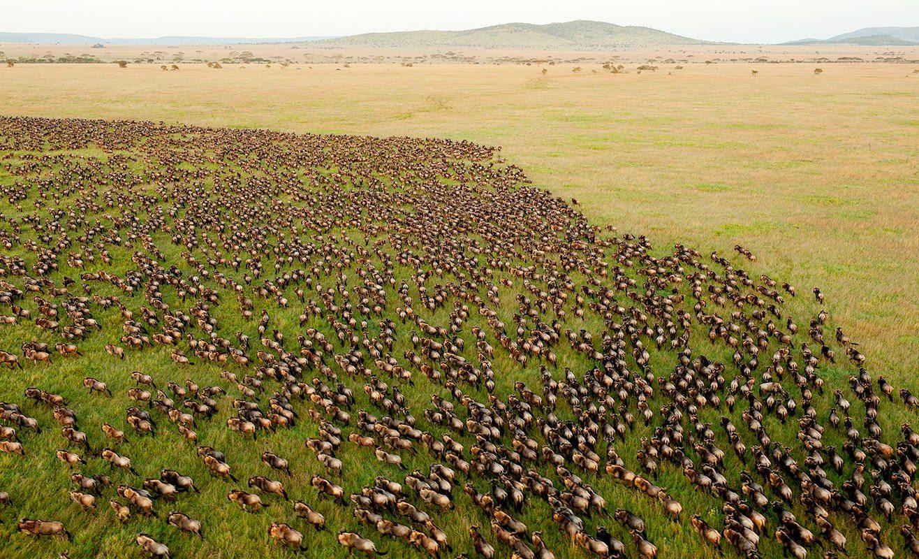 Serengeti National Park: The Ultimate Tanzania Safari Guide