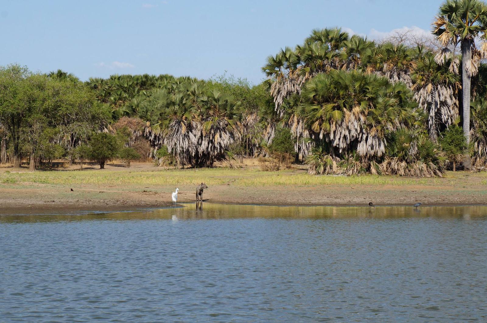 Nyerere National Park: Tanzania’s Great Southern Wilderness