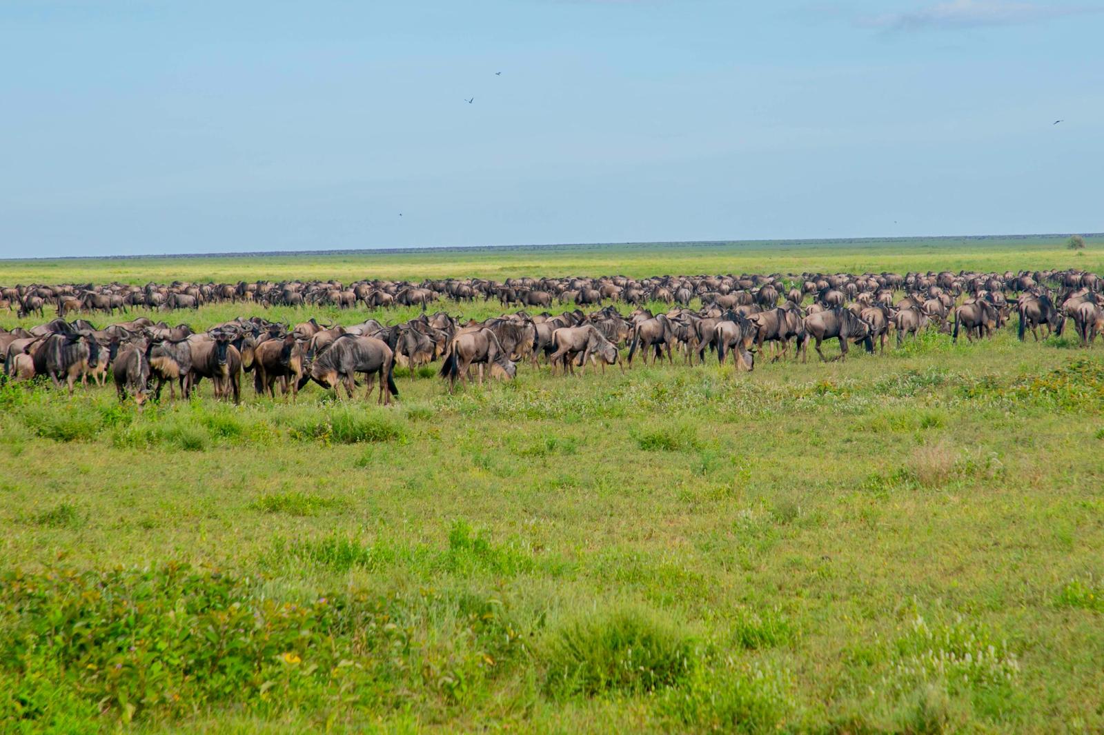Tanzania Shines at the World Travel Awards 2026 in Zanzibar