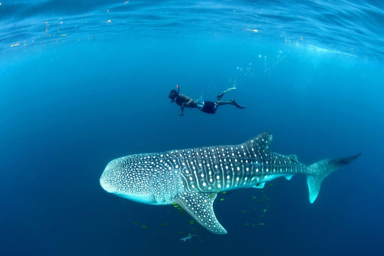 9. Scuba Diving & Snorkeling in Mafia Island - Image 1