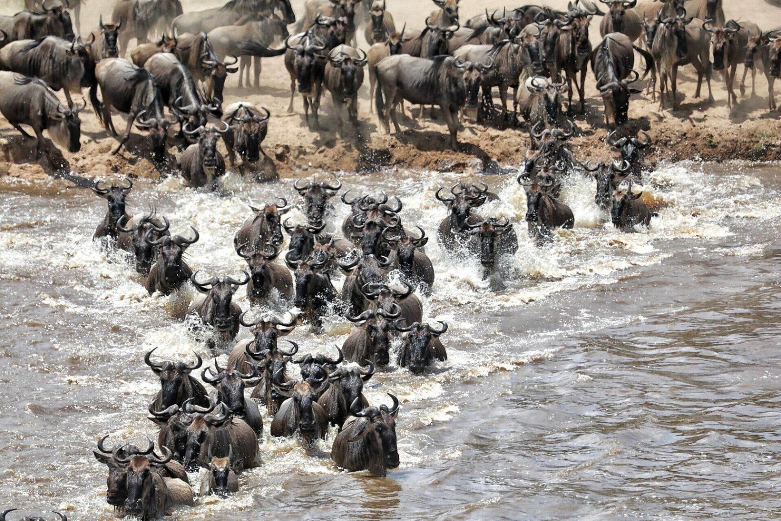 Serengeti: The Land of Endless Plains - Image 1