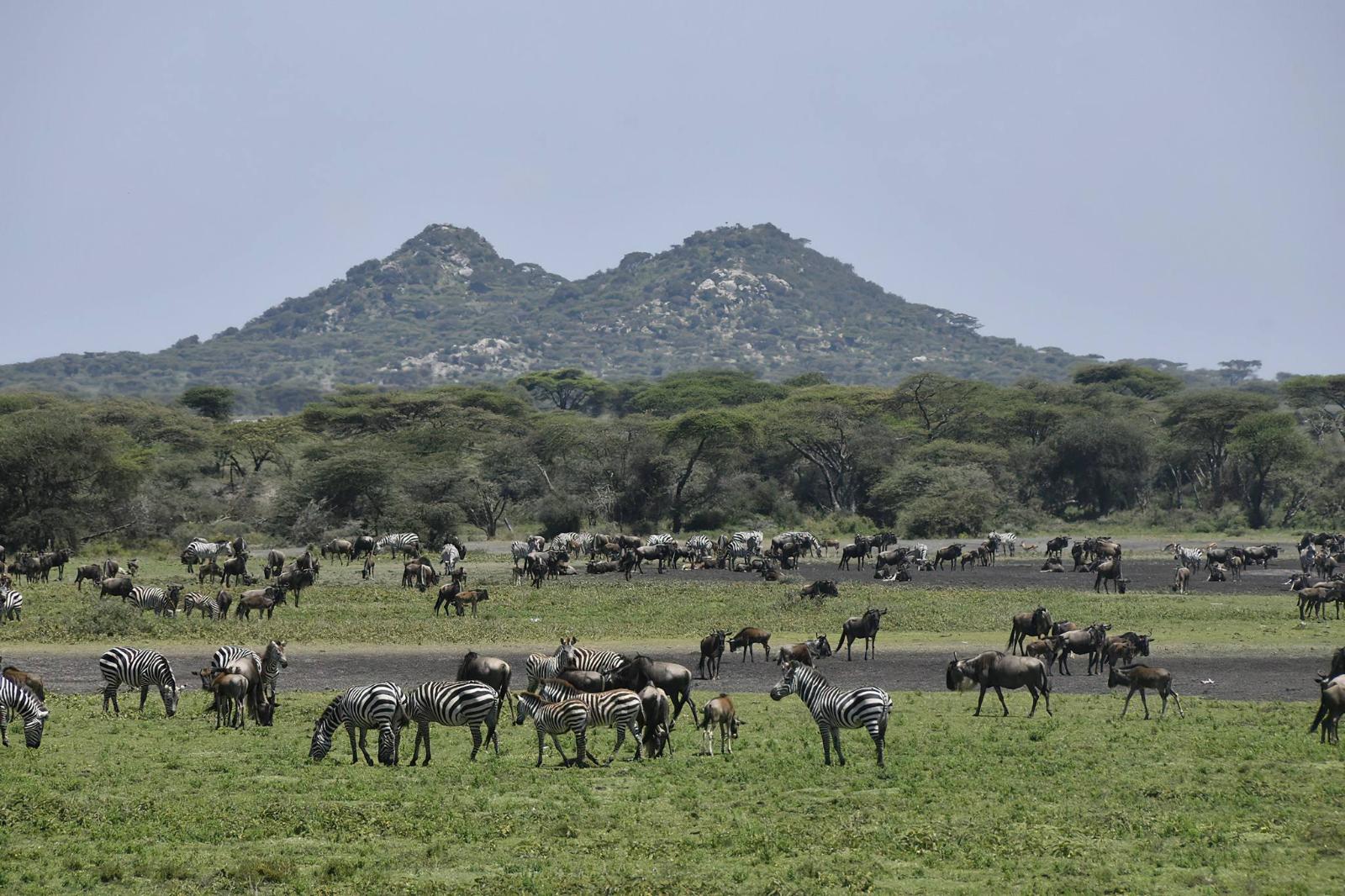 Serengeti vs Ngorongoro: What's the Difference? - Image 1