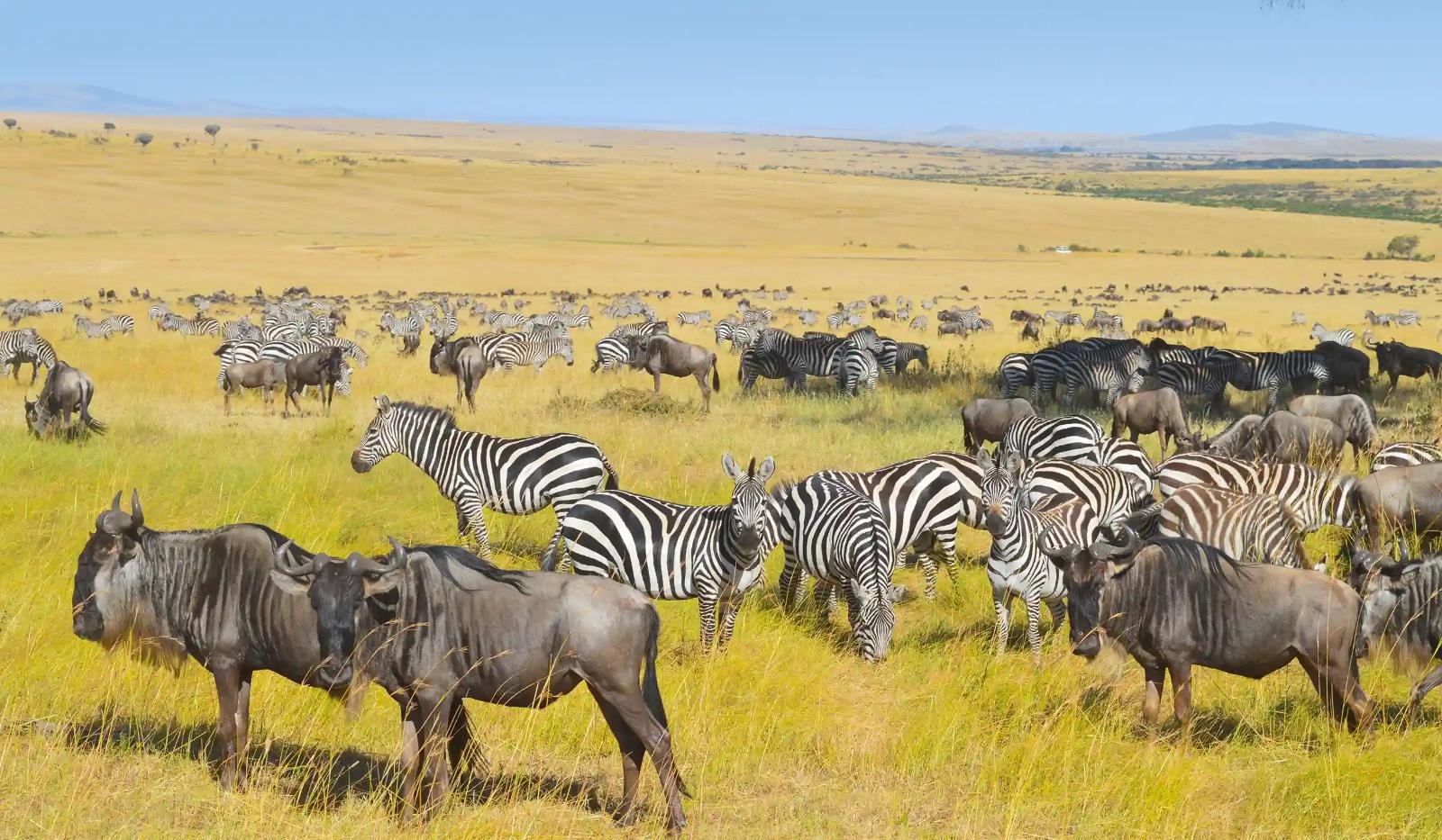 Exploring the Different Areas of Serengeti - Image 1