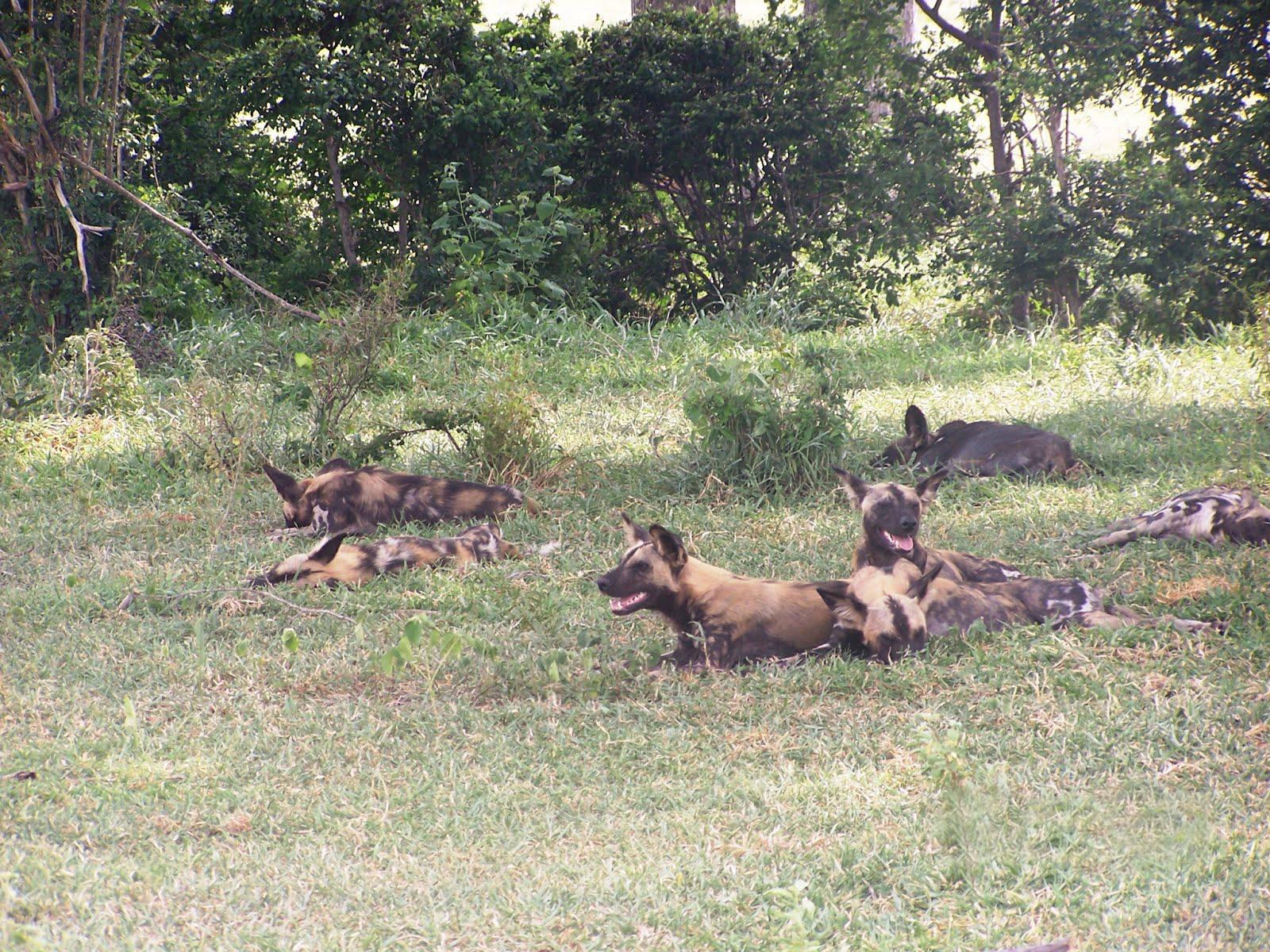 Best Time to Visit Nyerere National Park - Image 1