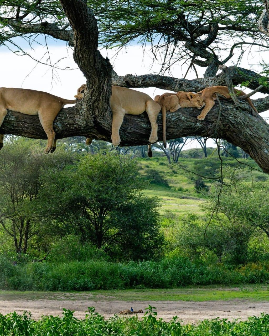 4 DAYS SOLO WOMAN’S TANZANIA SAFARI – WILDLIFE & ADVENTURE