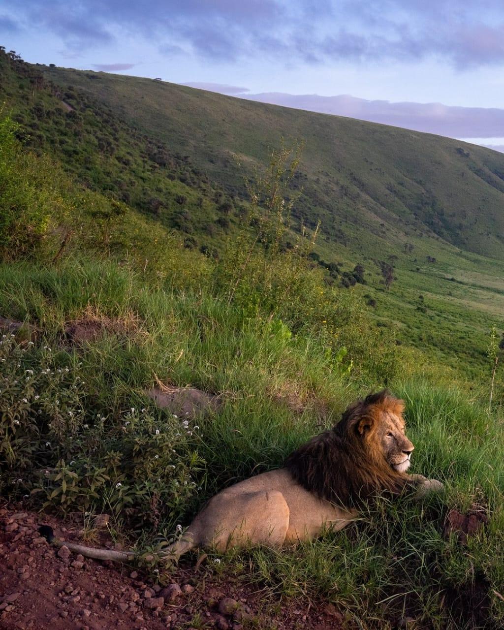 4-DAYS FLY-IN ANNIVERSARY SAFARI – LOVE IN THE WILD
