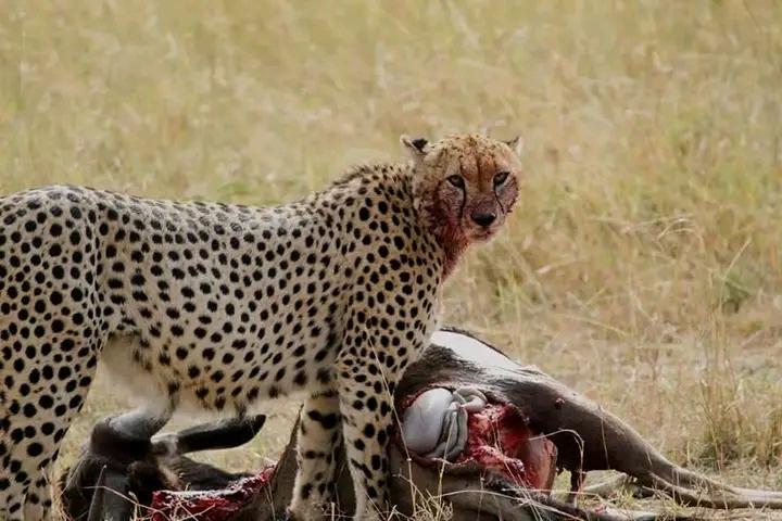 3-DAYS BIRTHDAY SAFARI ESCAPE – FLY INTO THE HEART OF THE WILD