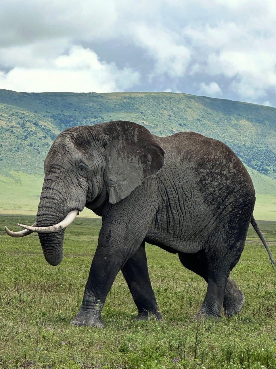6-DAYS NDUTU CALVING SEASON – UNFORGETTABLE AFRICA WILD ADVENTURE