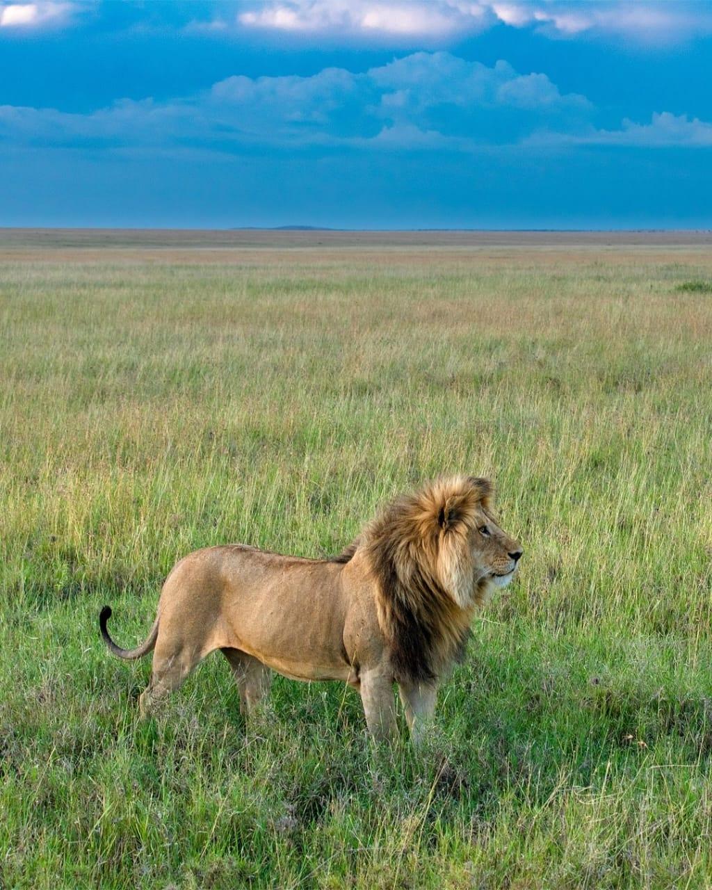 4-DAY TANZANIA LUXURY ADVENTURE – WILDLIFE, CRATERS & NATURE