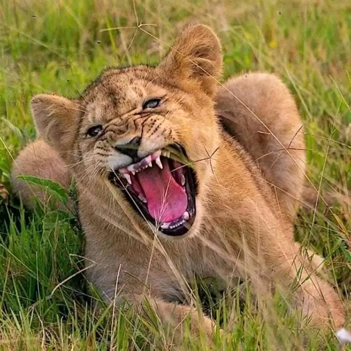 3-DAYS WILDLIFE WONDERS & MATERUNI WATERFALLS