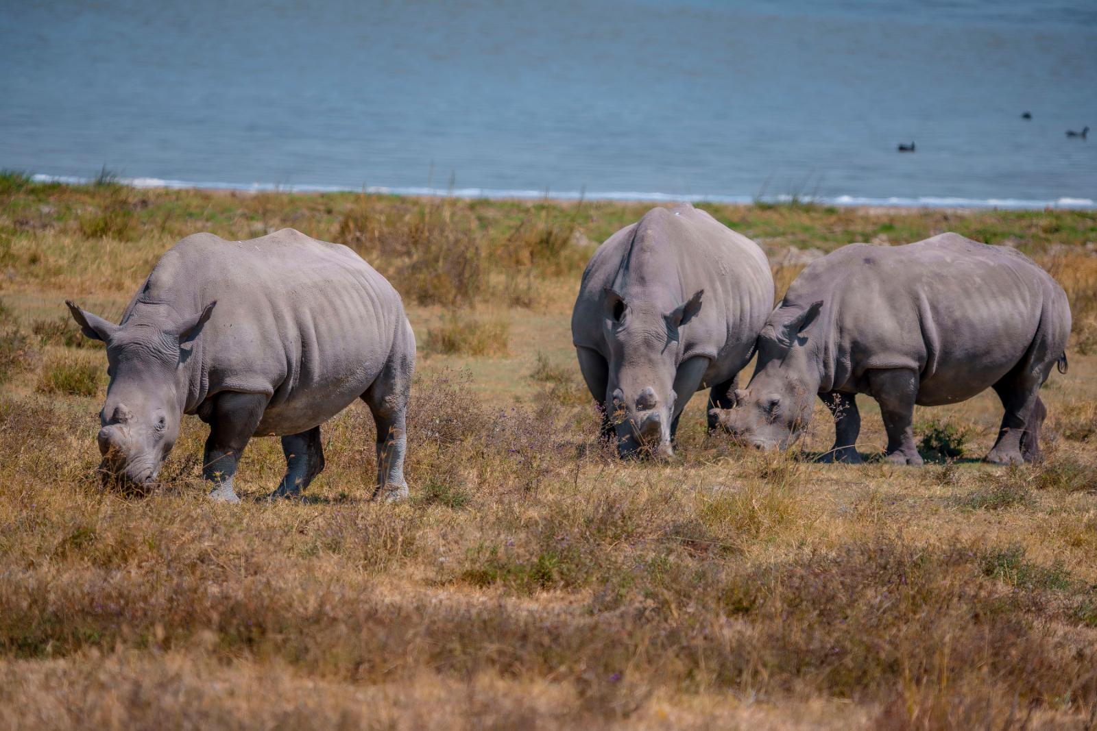 9 Days Top Luxury Signature Flying Safari