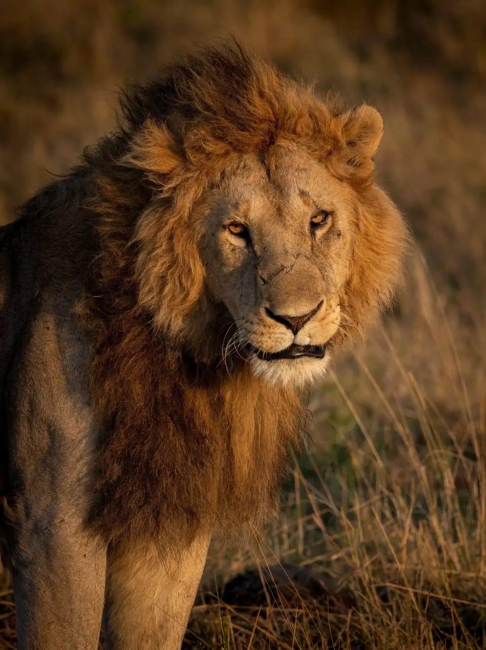 3-DAYS UNFORGETTABLE FLY-IN SAFARI – EXPLORE SERENGETI & NGORONGORO