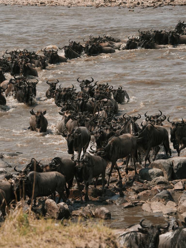 3-Day Fly In & Out Migration Crossing from Zanzibar