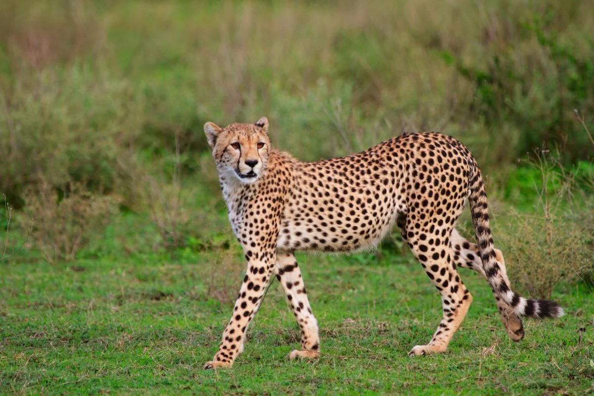 5 DAYS MIDRANGE SAFARI EXPLORE TARANGIRE, NGORONGORO AND SERENGETI