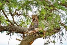 2-Day 2-Day Northern Tanzania Safari from Zanzibar