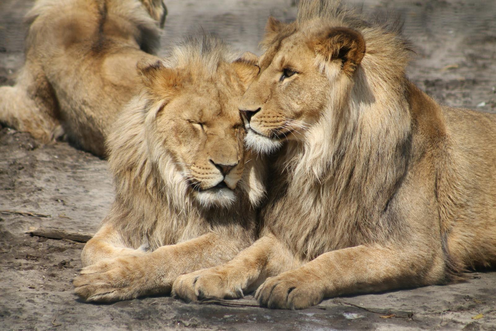 3-Day Tarangire, Ngorongoro & Manyara Group Safari