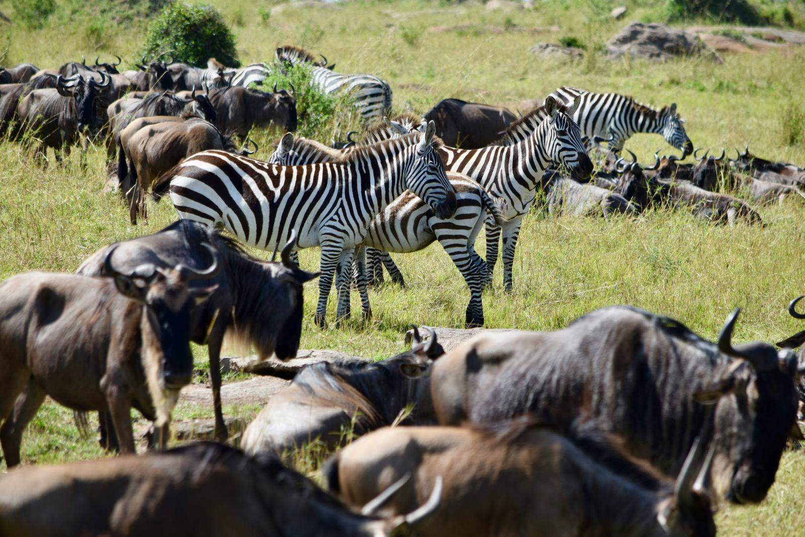8-Day Encounter the Big 5 & Mt Kilimanjaro & Coffee Tour