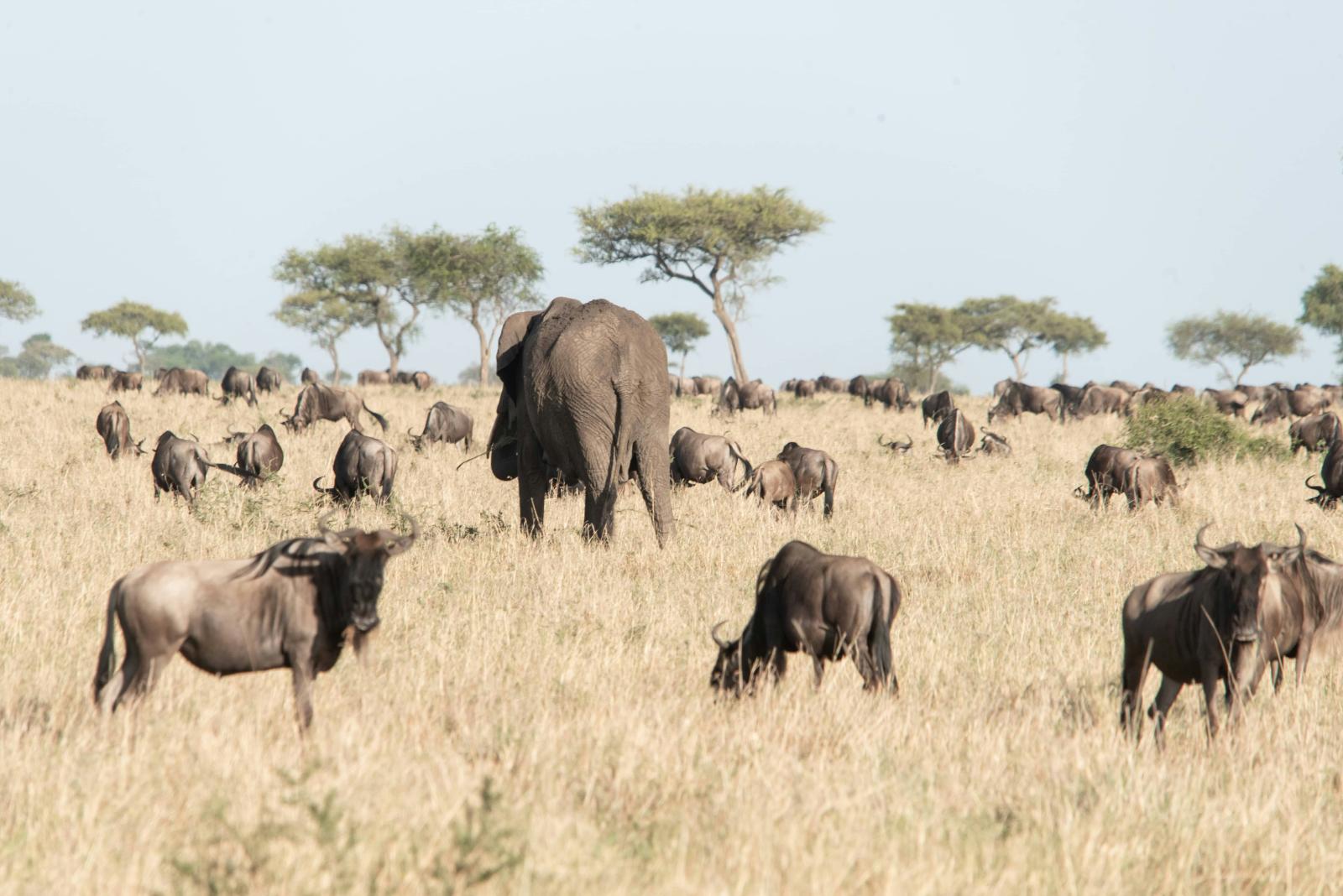 3-Day Family & Couple Safari – Lakes, Crater & Savannah