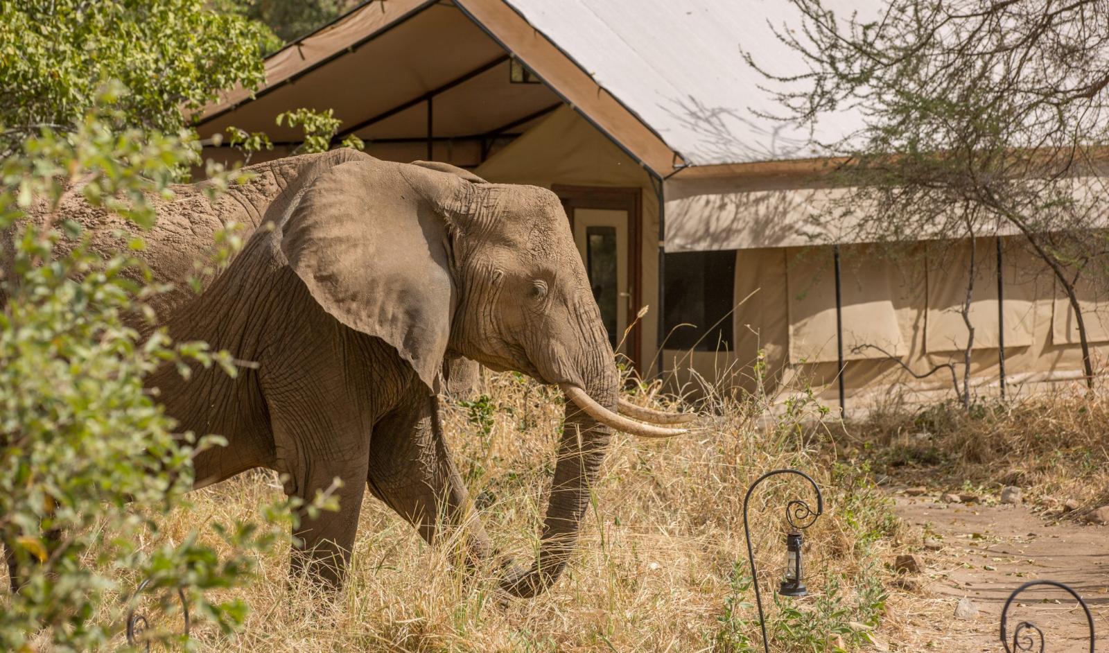 3-Day Group Mid-Range Safari Adventure(Tarangire, Lake Manyara & Ngorongoro)