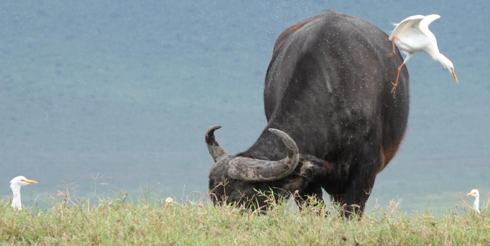 4-Day Group Midrange Safari Experience(Tarangire, Serengeti, Ngorongoro Highlands and Ngorongoro Crater)