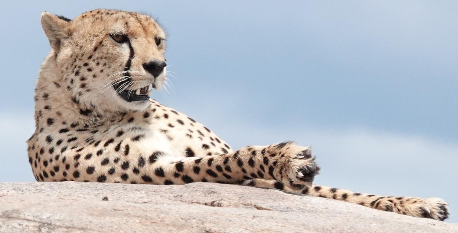 5-DayGroup  Mid-Range Tanzania Safari Experience