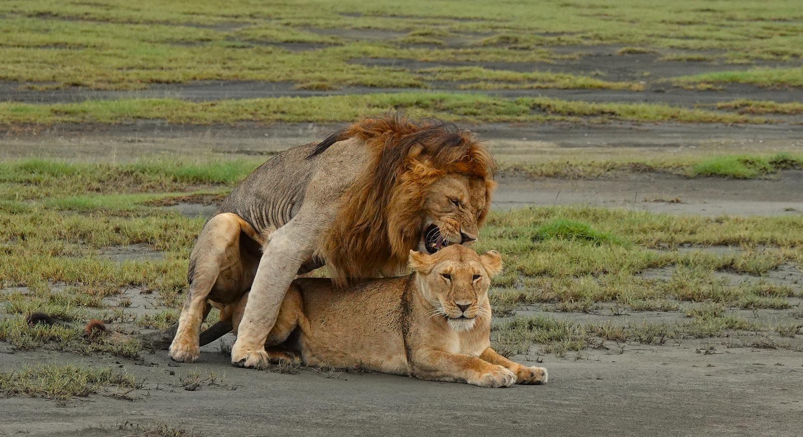 5-Day Group Midrange safari with 2 nights in Serengeti