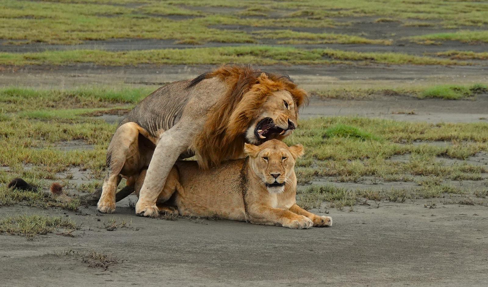 2-Day Midrange Honeymoon Safari Bliss