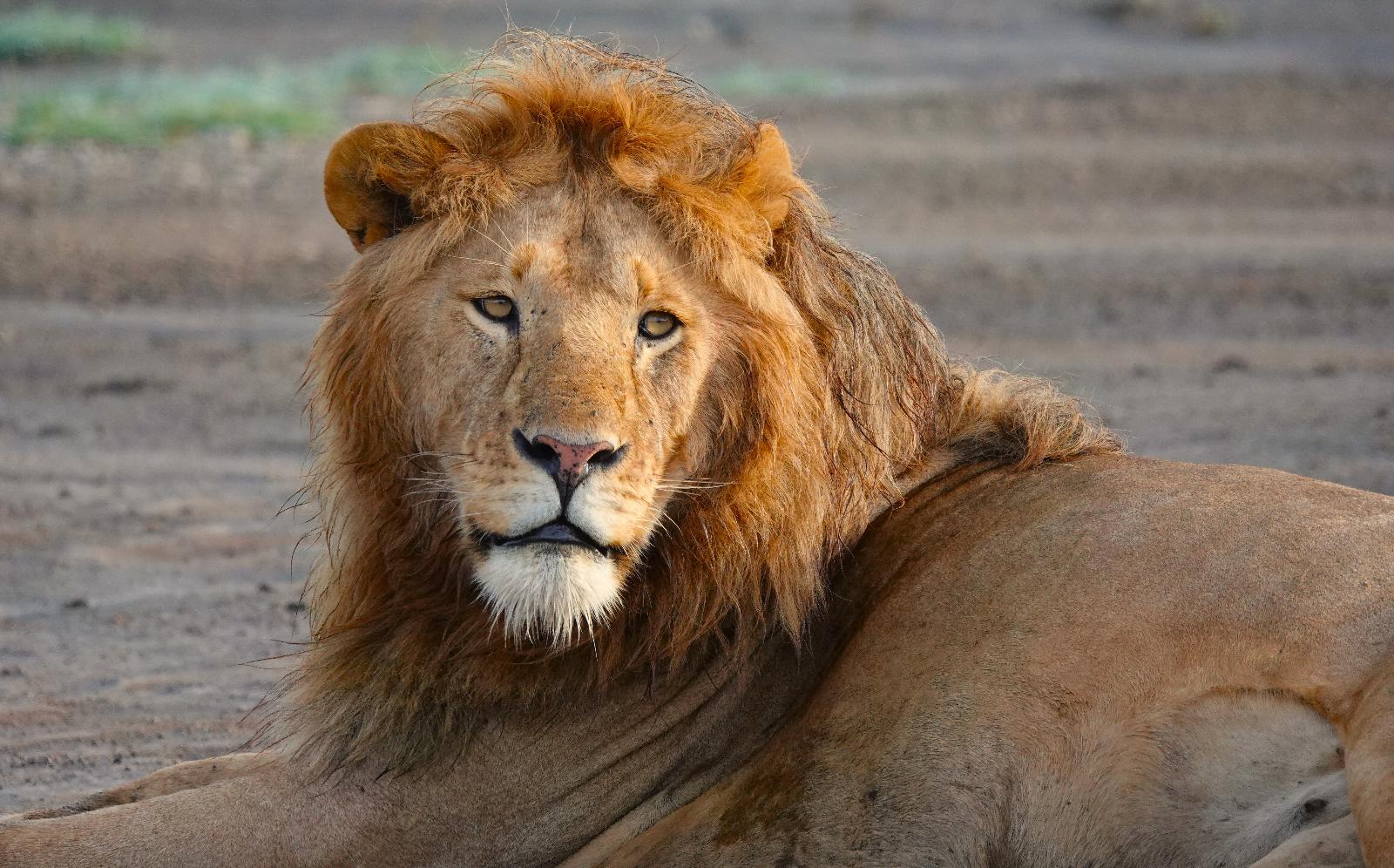 2-Day Honeymoon Luxury Safari Retreat
