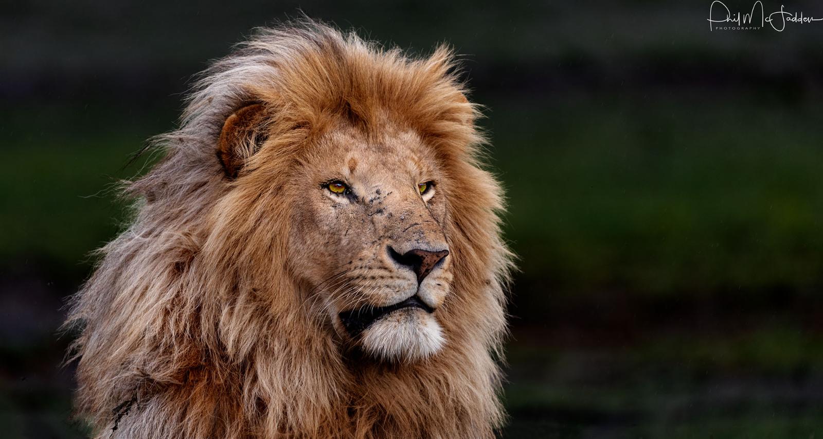 2-Day Premium Luxury Honeymoon Safari Escape