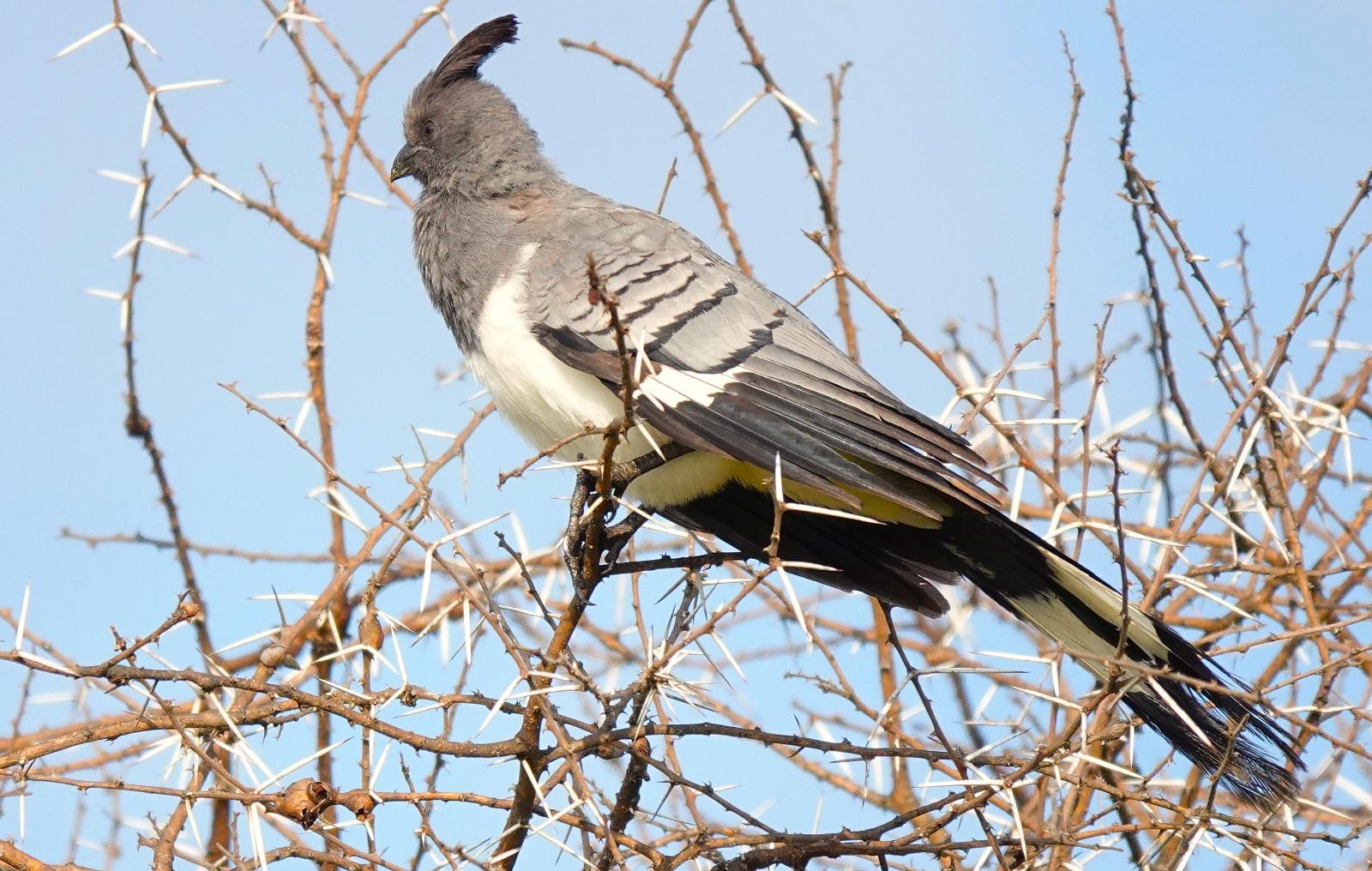 3-Day Northern Circuit Midrange Adventure and Night Game Drive in Lake Manyara