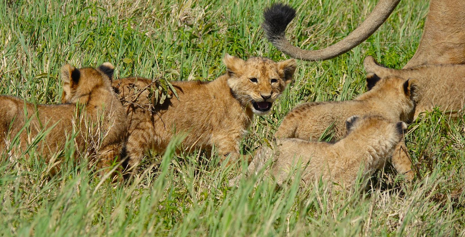 3-Day Luxury Wildlife Safari Experience