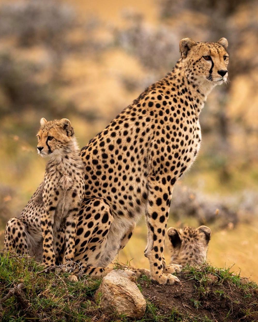6-Day Tanzania Safari Adventure: Tarangire, Ndutu, Central Serengeti & Ngorongoro Crater