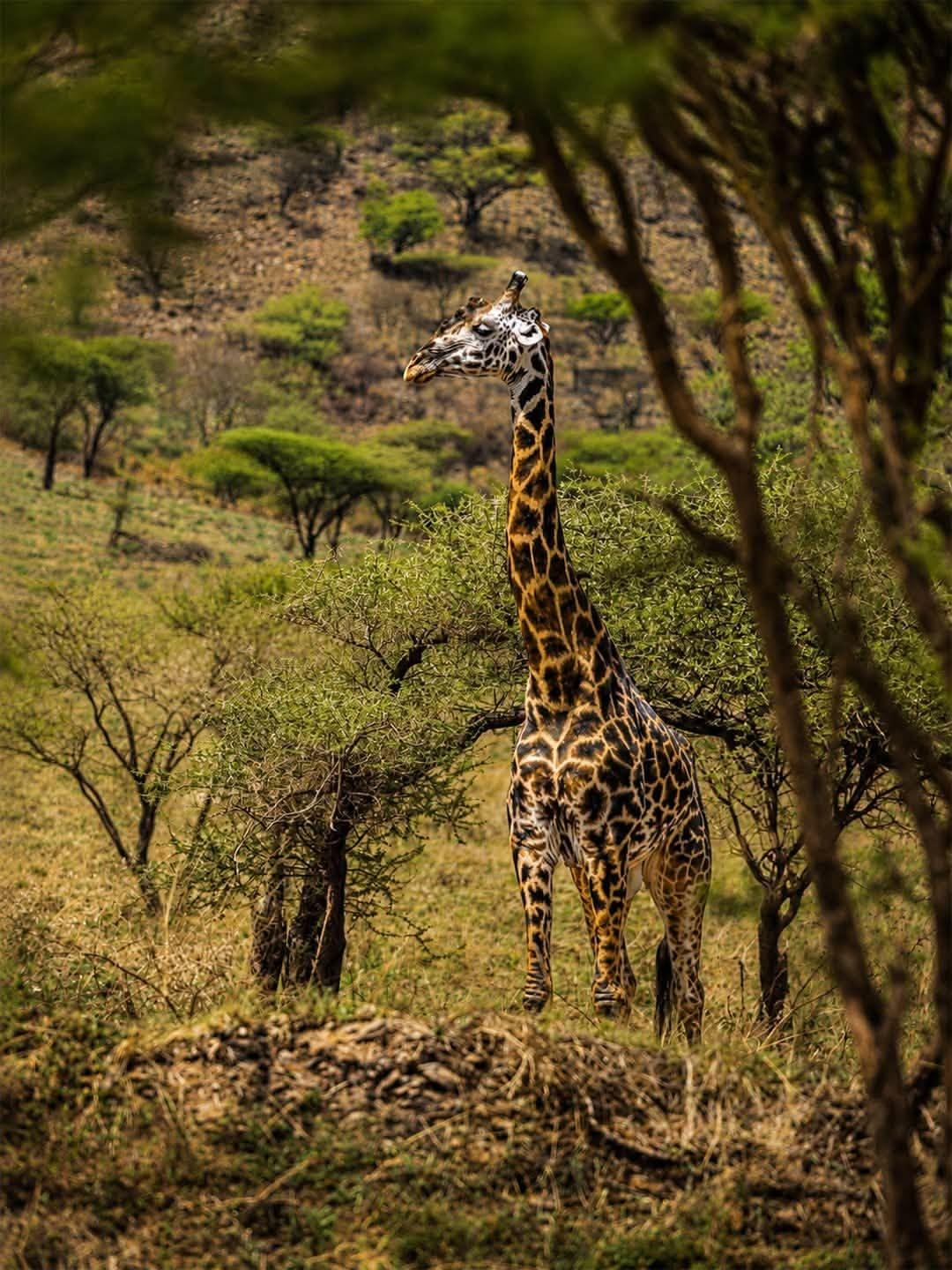 12 Day Spectacular Safari and Hiking Experience