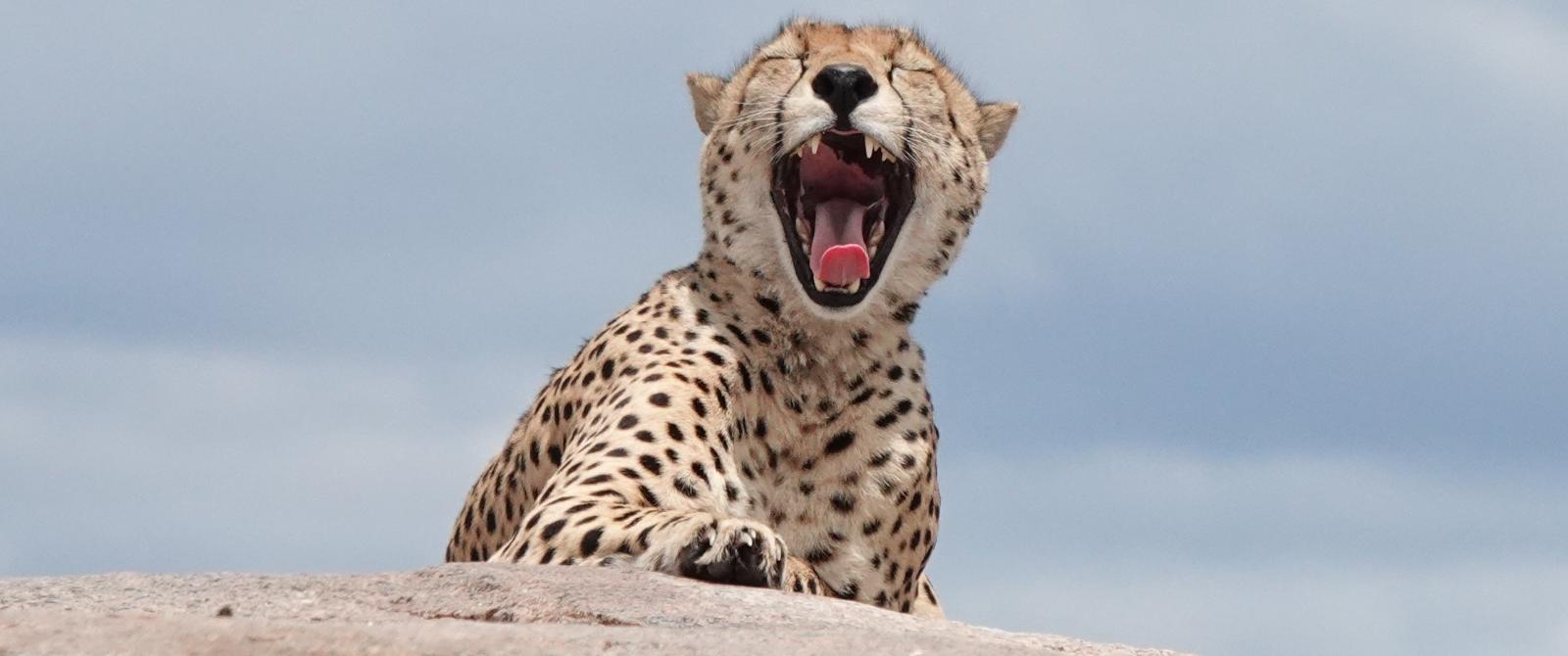 6-Day Midrange Diverse Experience Safari
